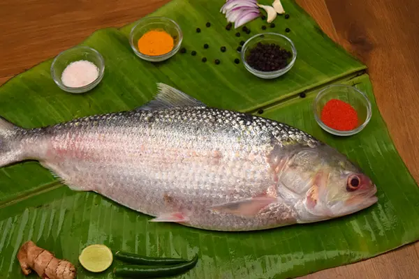 sundarban Ilish
