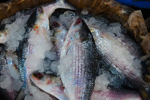 sundarban ilish utsab