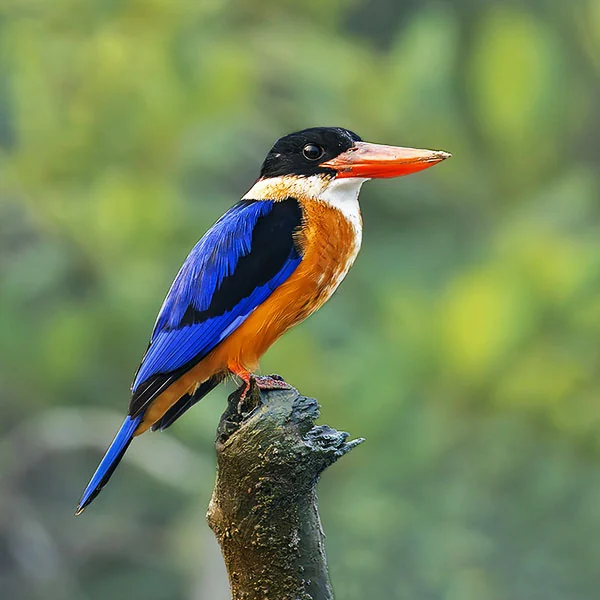 Sundarban bird watching