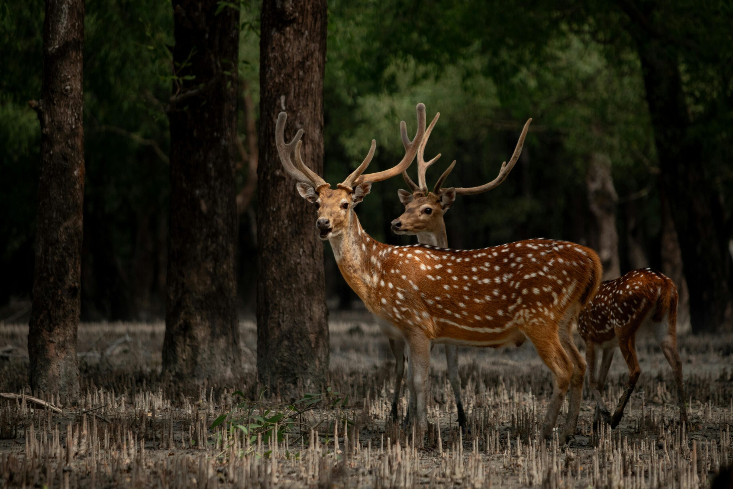 A serene forest scene featuring two majestic deer amidst dense trees, showcasing wildlife in nature.